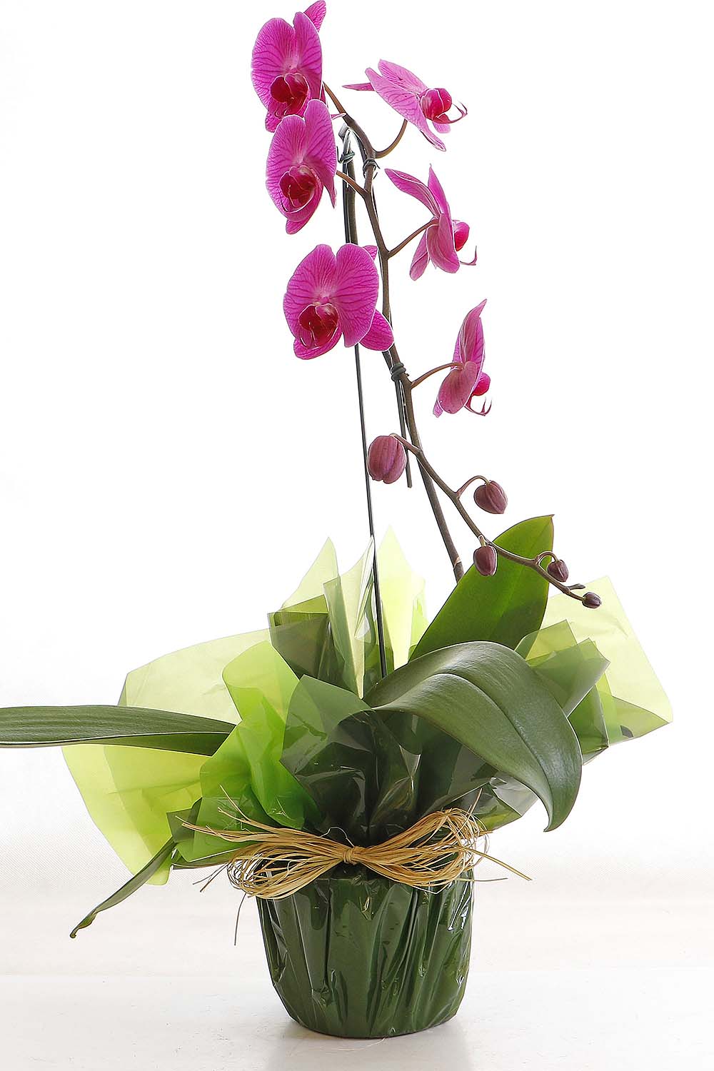 Arranjo Natural Orquidea Phalaenopsis Madri 43 :: Net Shop Garden