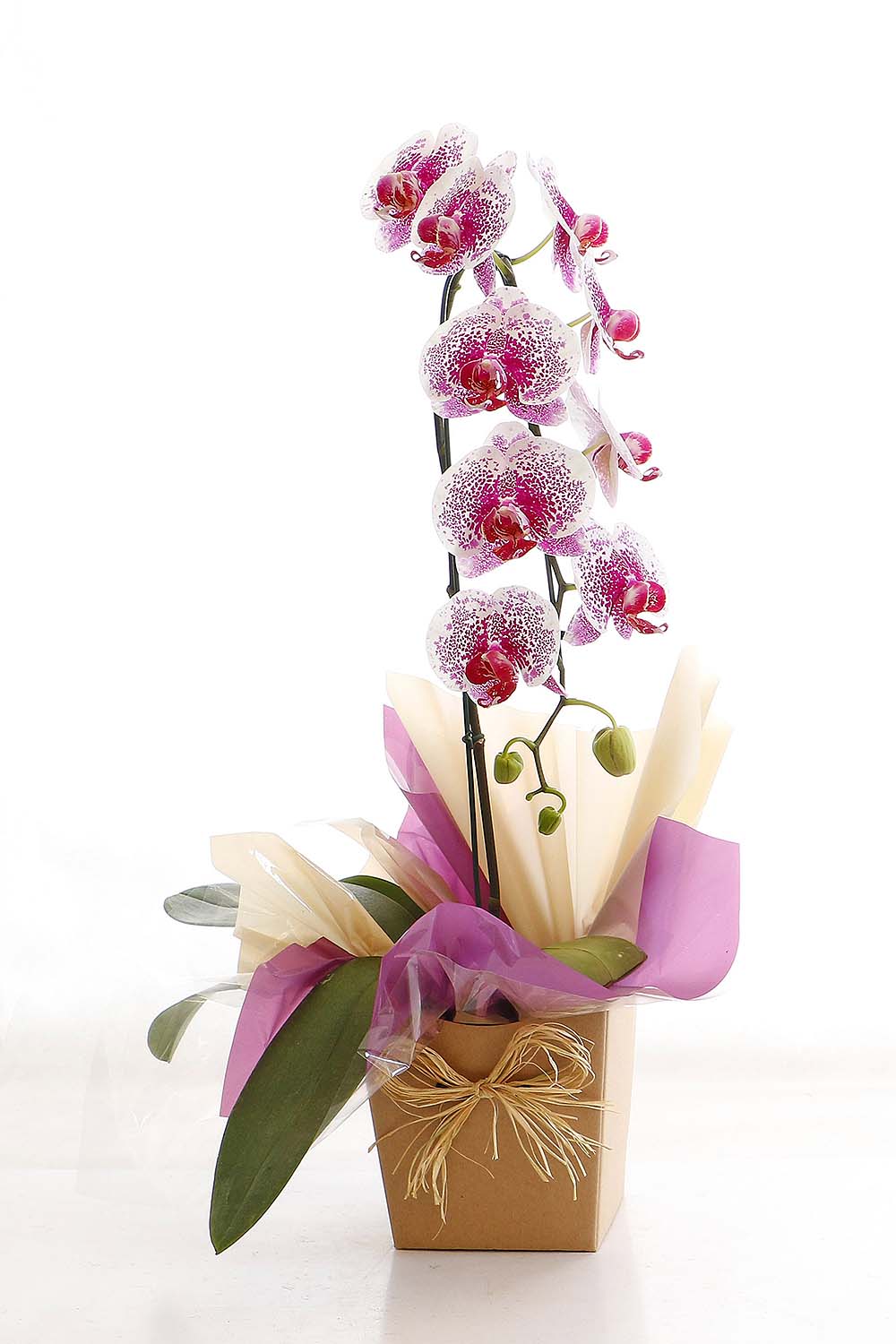 Arranjo Natural Orquidea Phalaenopsis Madri 44