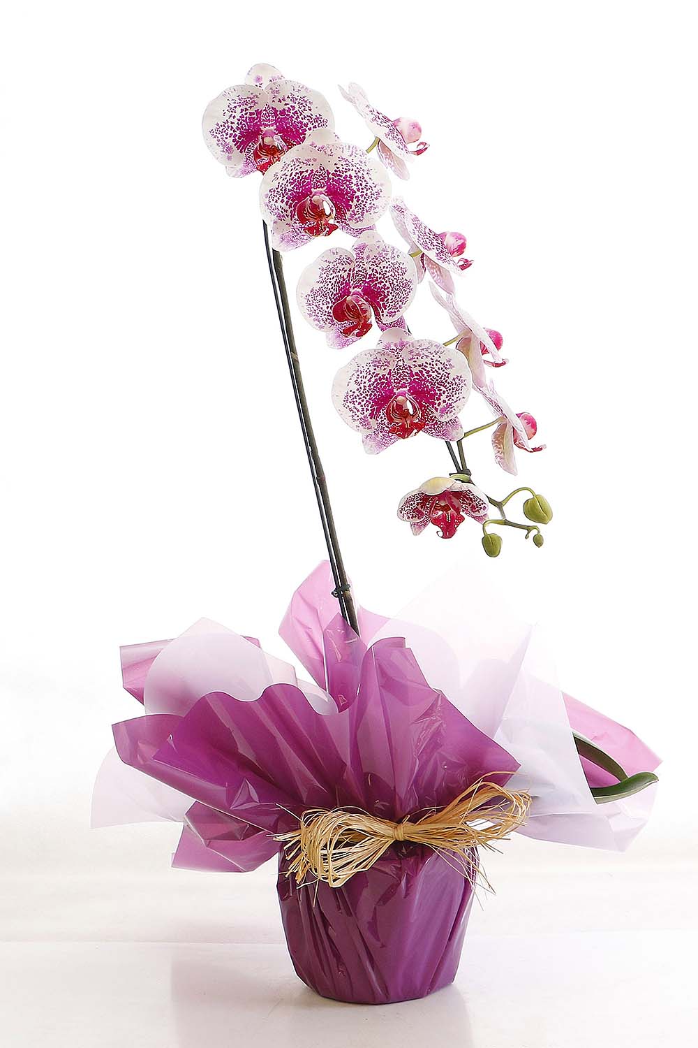 Arranjo Natural Orquidea Phalaenopsis Madri 47