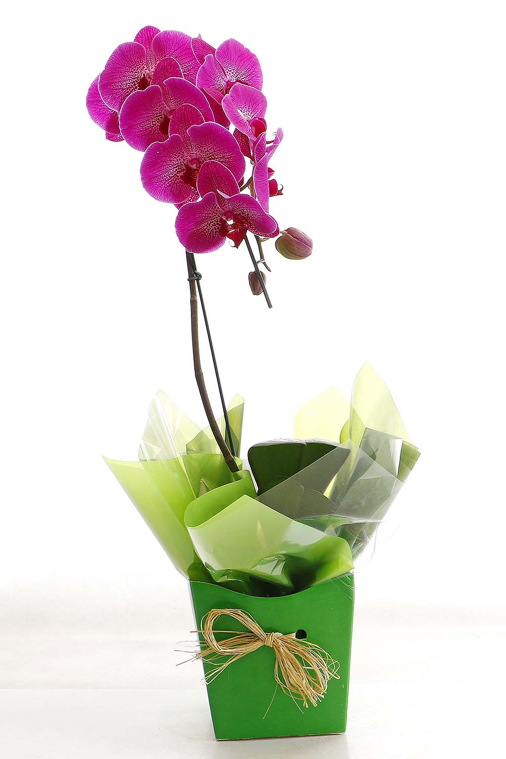 Arranjo Natural Orquidea Phalaenopsis Madri 48 :: Net Shop Garden