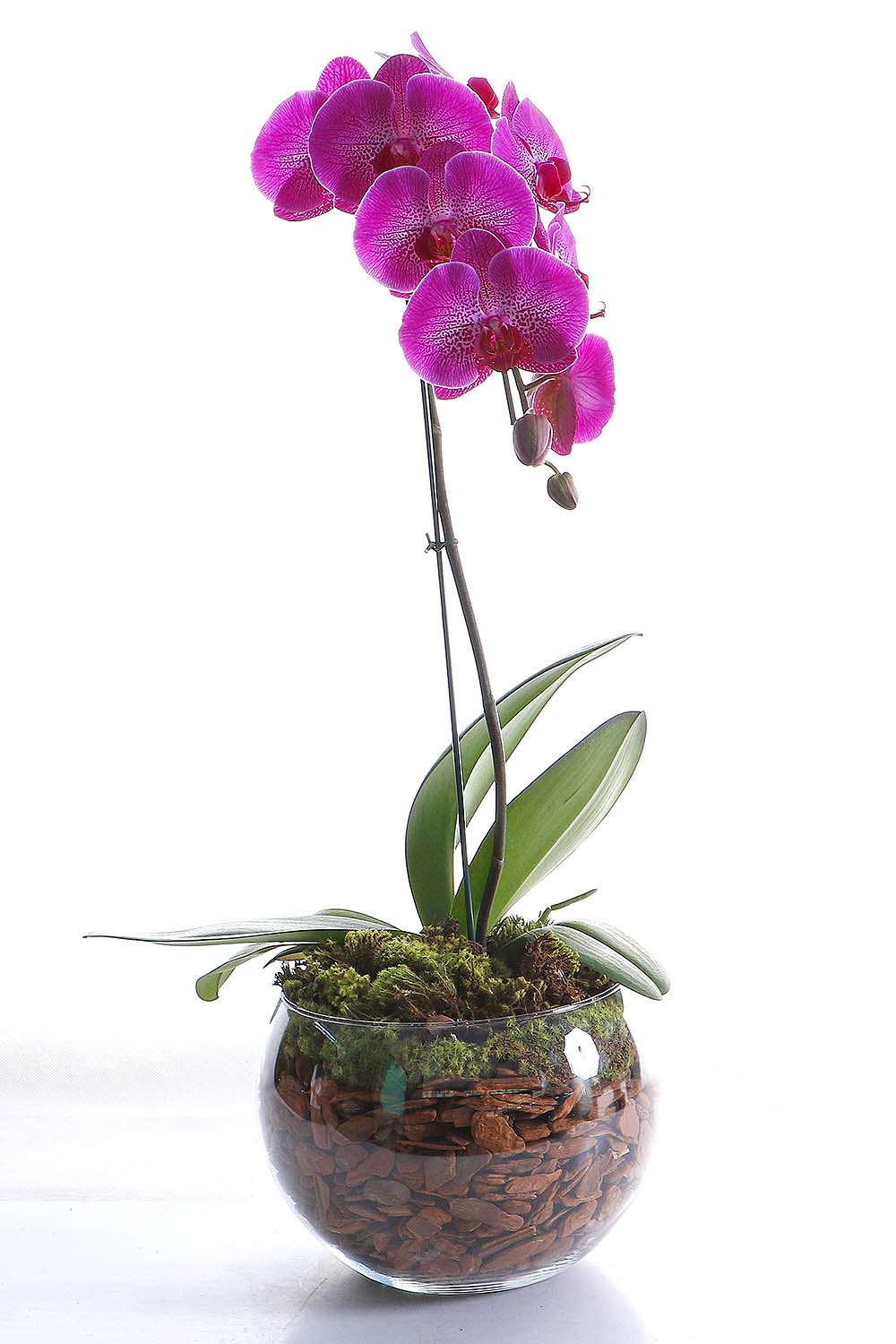 Arranjo Natural Orquidea Phalaenopsis Madri 50 :: Net Shop Garden