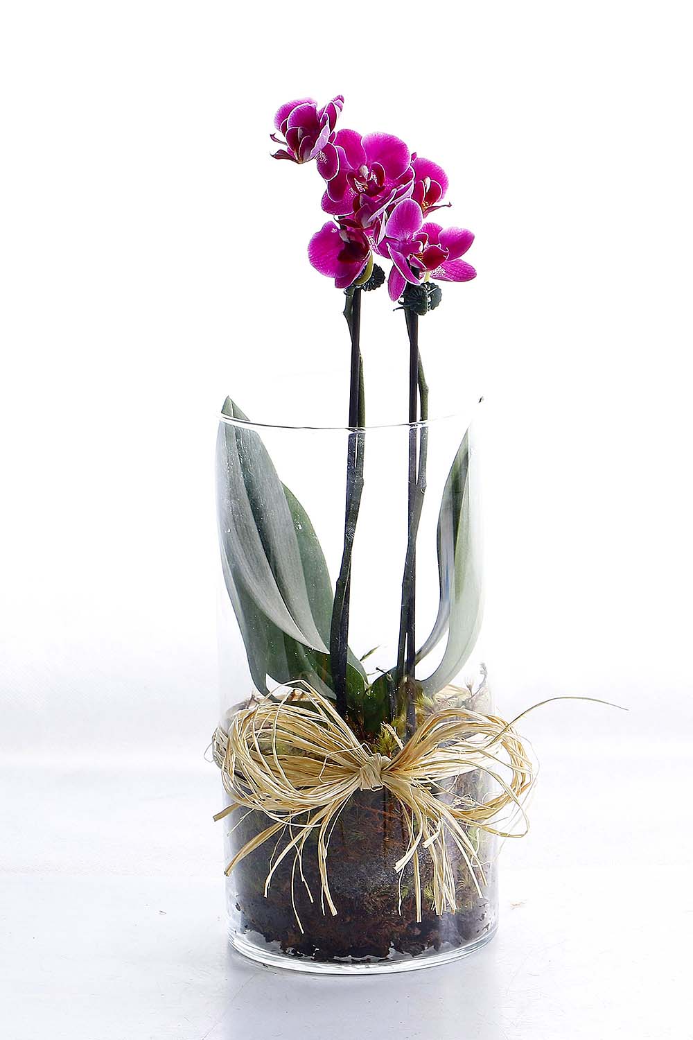 Arranjo Natural Orquidea Phalaenopsis Mini Madri 56 :: Net Shop Garden