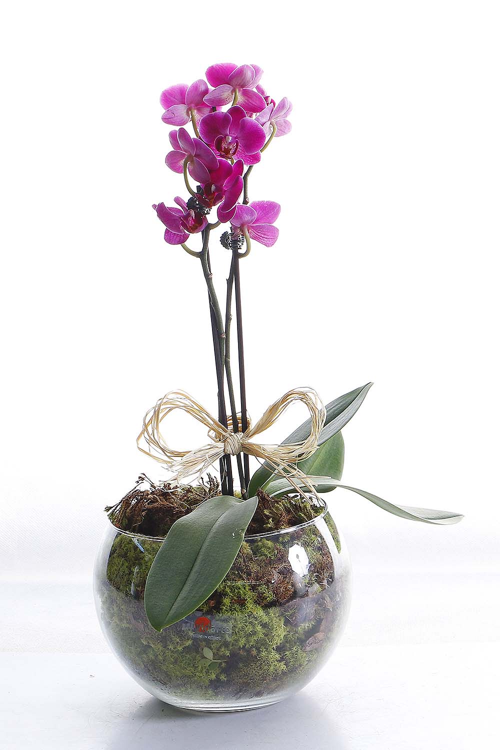 Arranjo Natural Orquidea Phalaenopsis Mini Madri 58