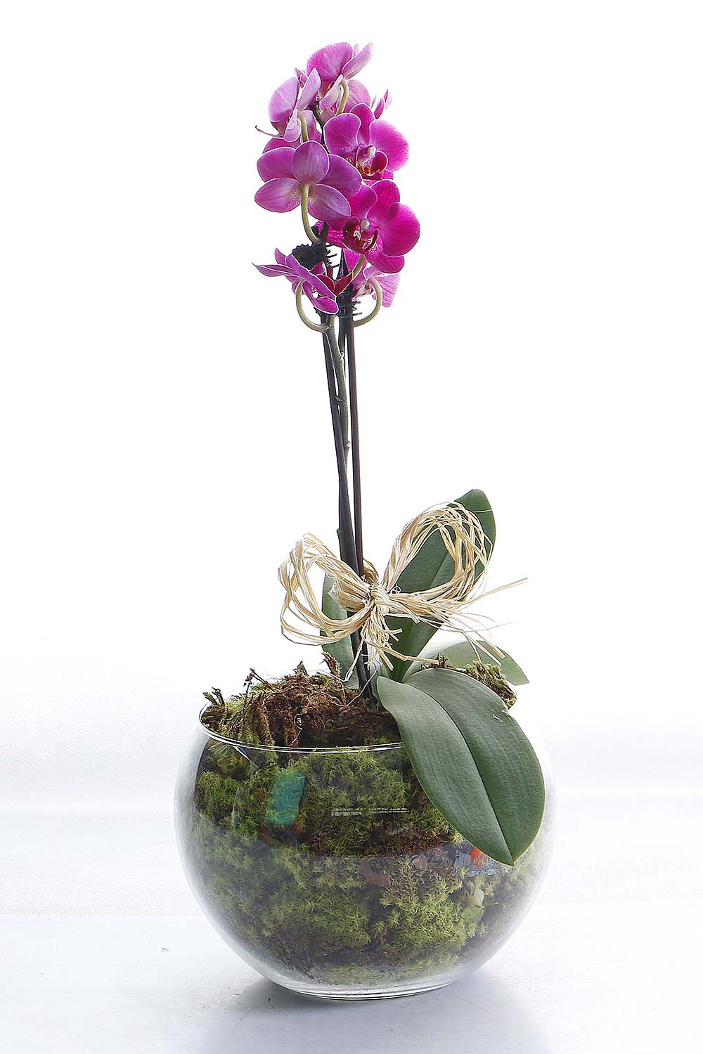 Arranjo Natural Orquidea Phalaenopsis Mini Madri 58 :: Net Shop Garden