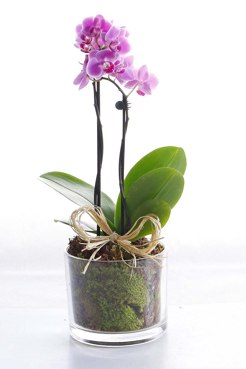 Arranjo Natural Orquidea Phalaenopsis Mini Madri 59 :: Net Shop Garden