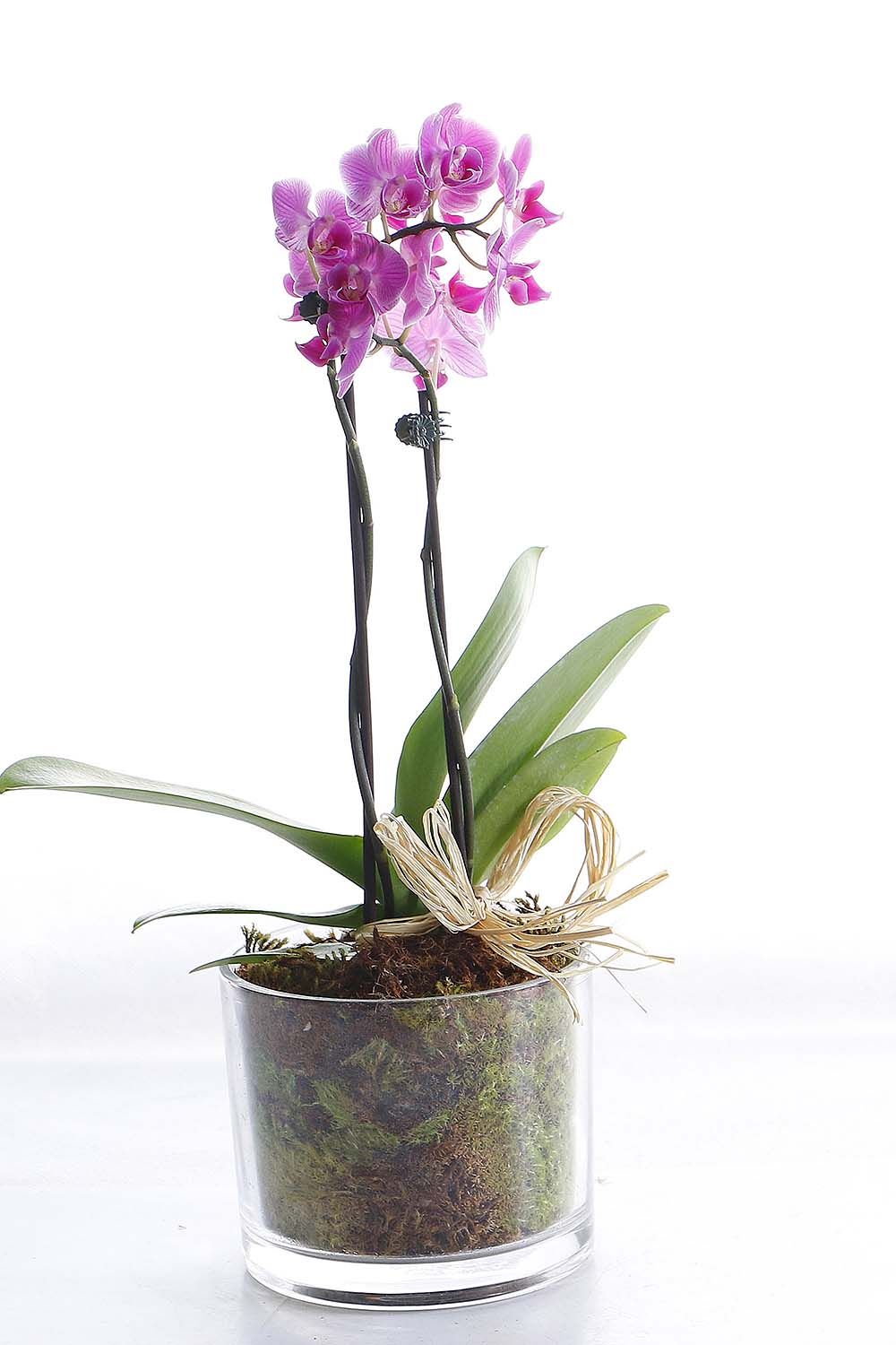 Arranjo Natural Orquidea Phalaenopsis Mini Madri 59 :: Net Shop Garden