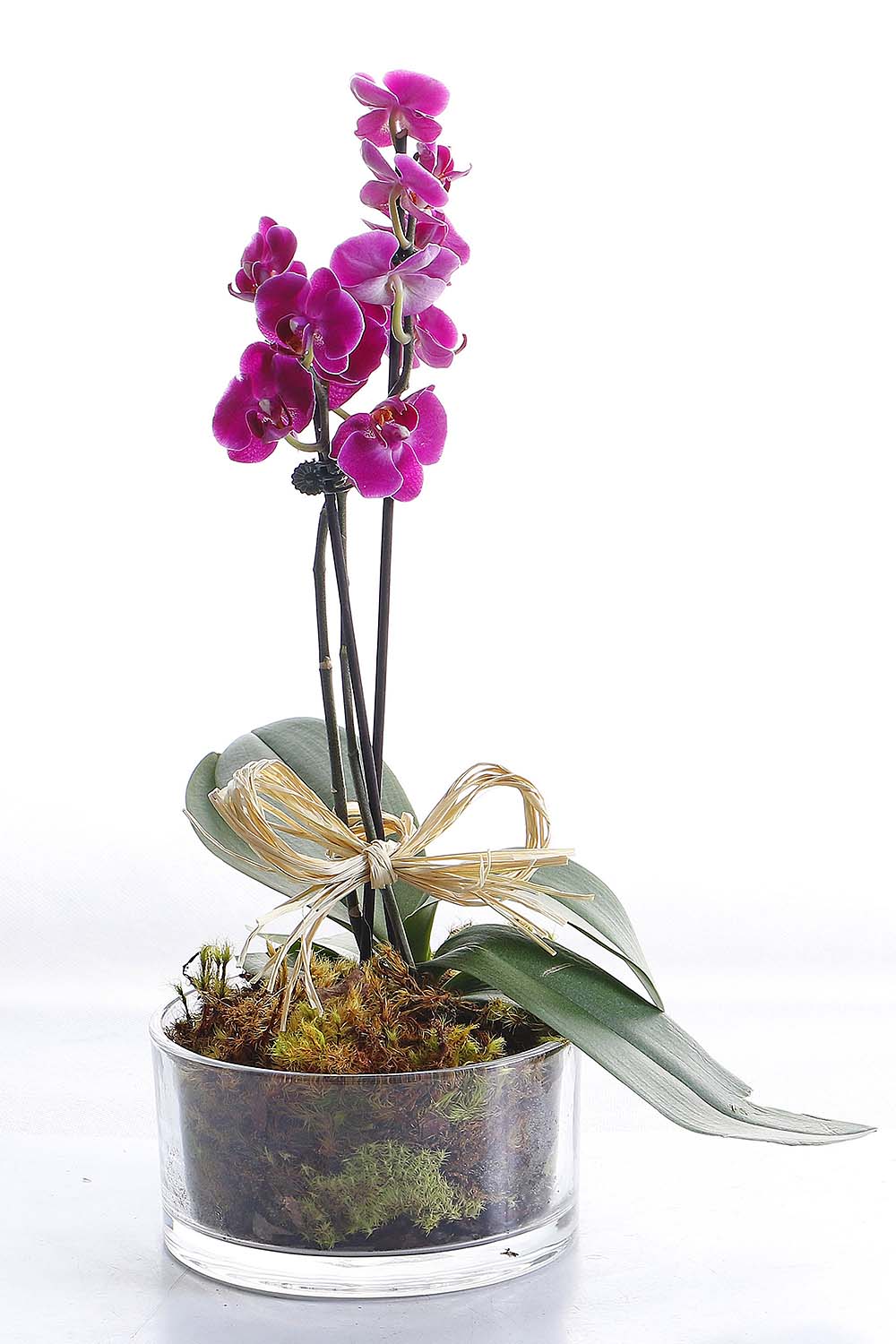 Arranjo Natural Orquidea Phalaenopsis Mini Madri 60