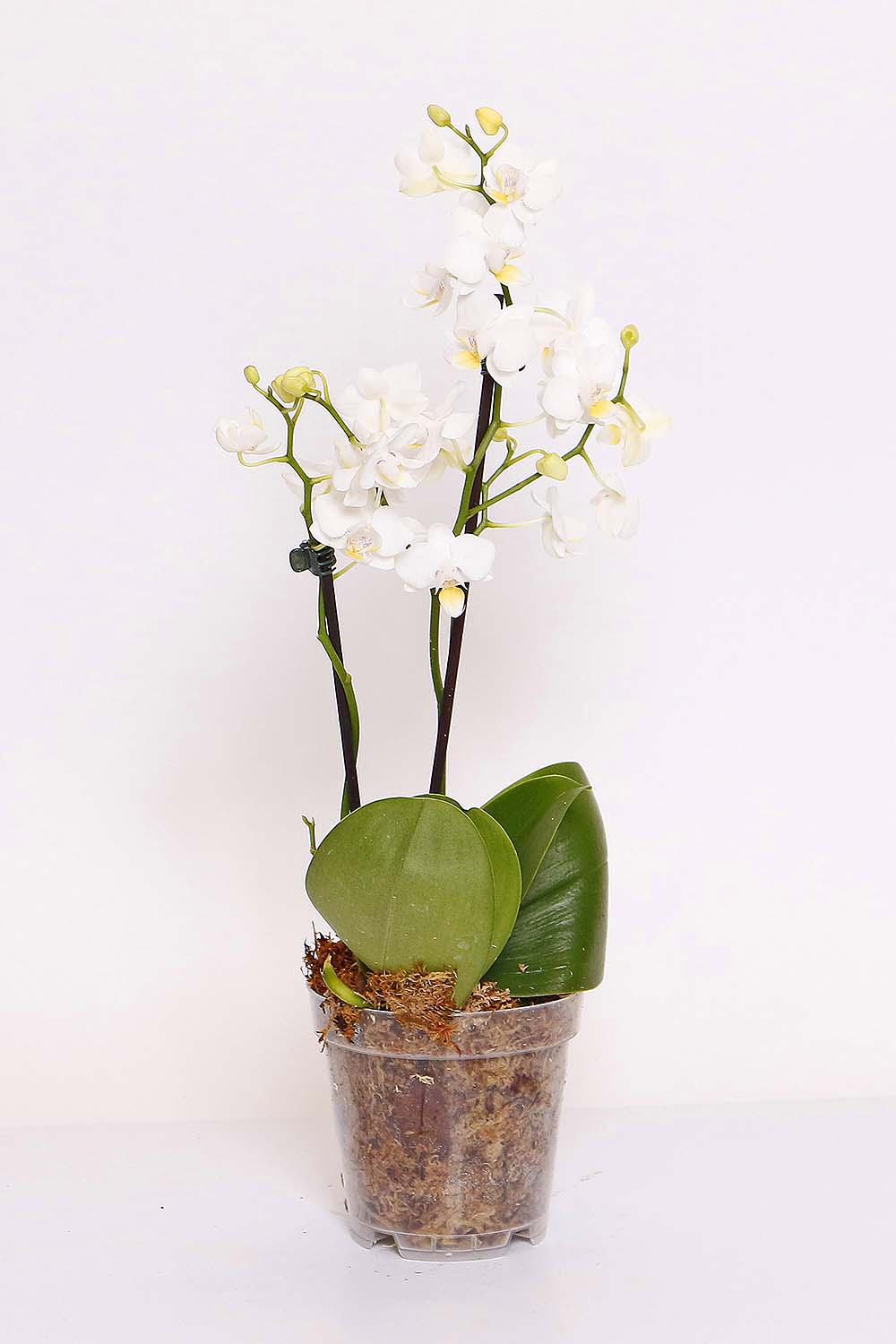 Orquidea Phalaenopsis Mini MDPT12(cores variadas) :: Net Shop Garden