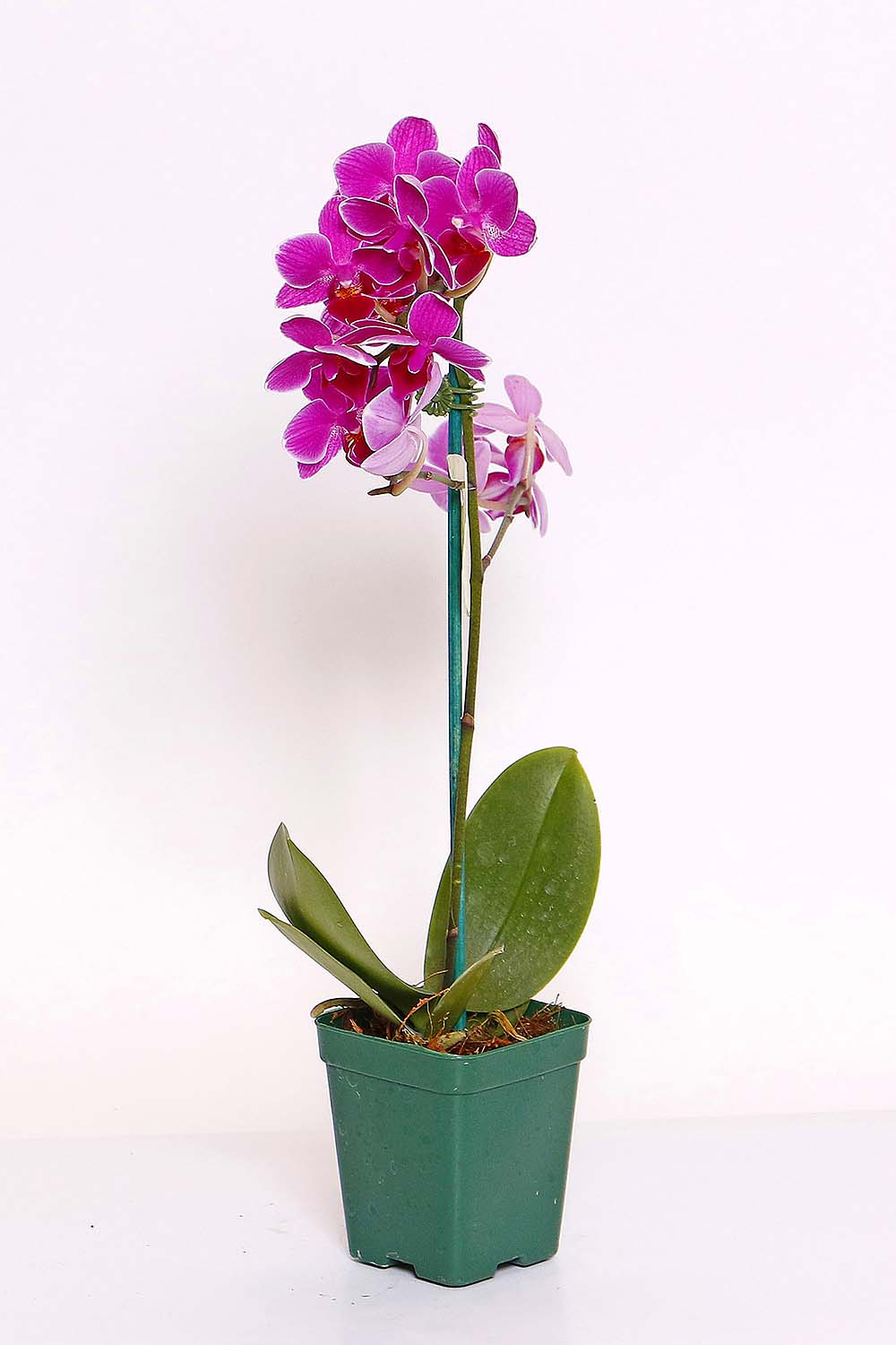 Orquidea Phalaenopsis Mini HIDROPOTE PT06 -CORES VARIADAS-MDPT06