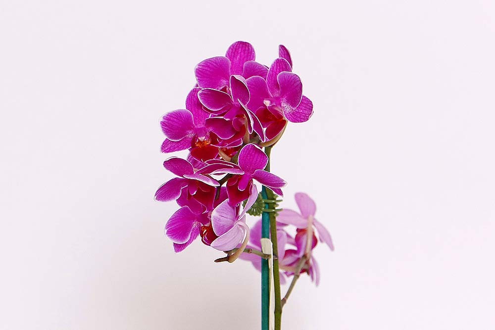 Orquidea Phalaenopsis Mini HIDROPOTE PT06 -CORES VARIADAS-MDPT06