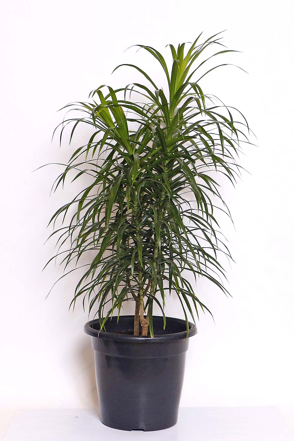 Dracena Reflexa Anita MDPT30 :: Net Shop Garden