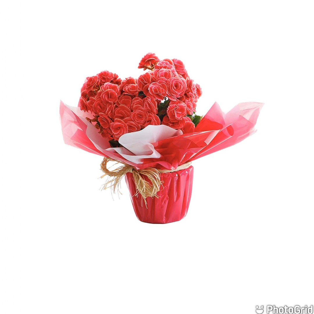 Arranjo Natural Begonia Florença 13