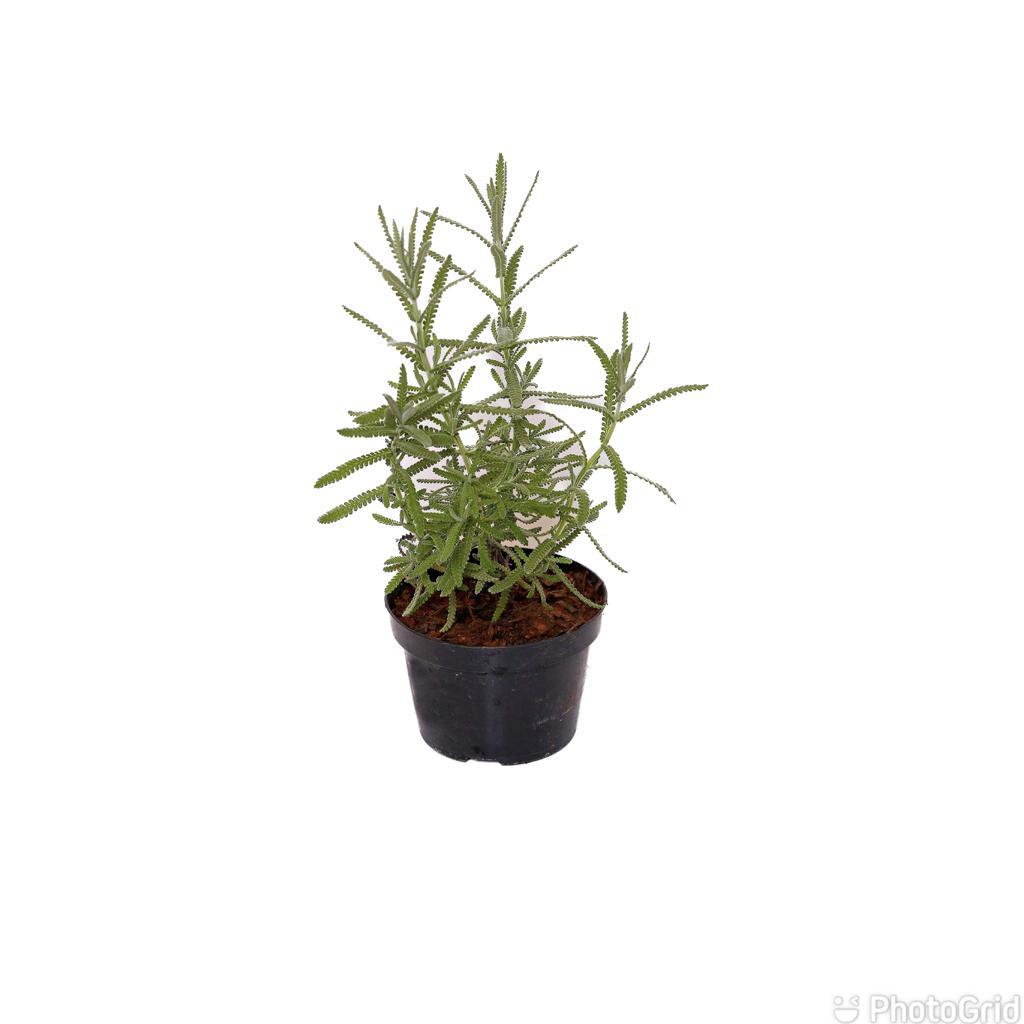 Lavanda Pt11