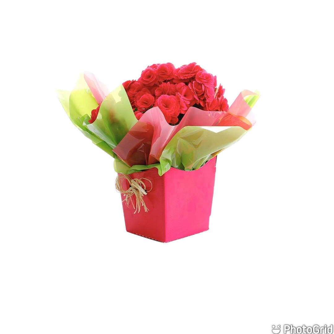Arranjo Natural Begonia Florença 15