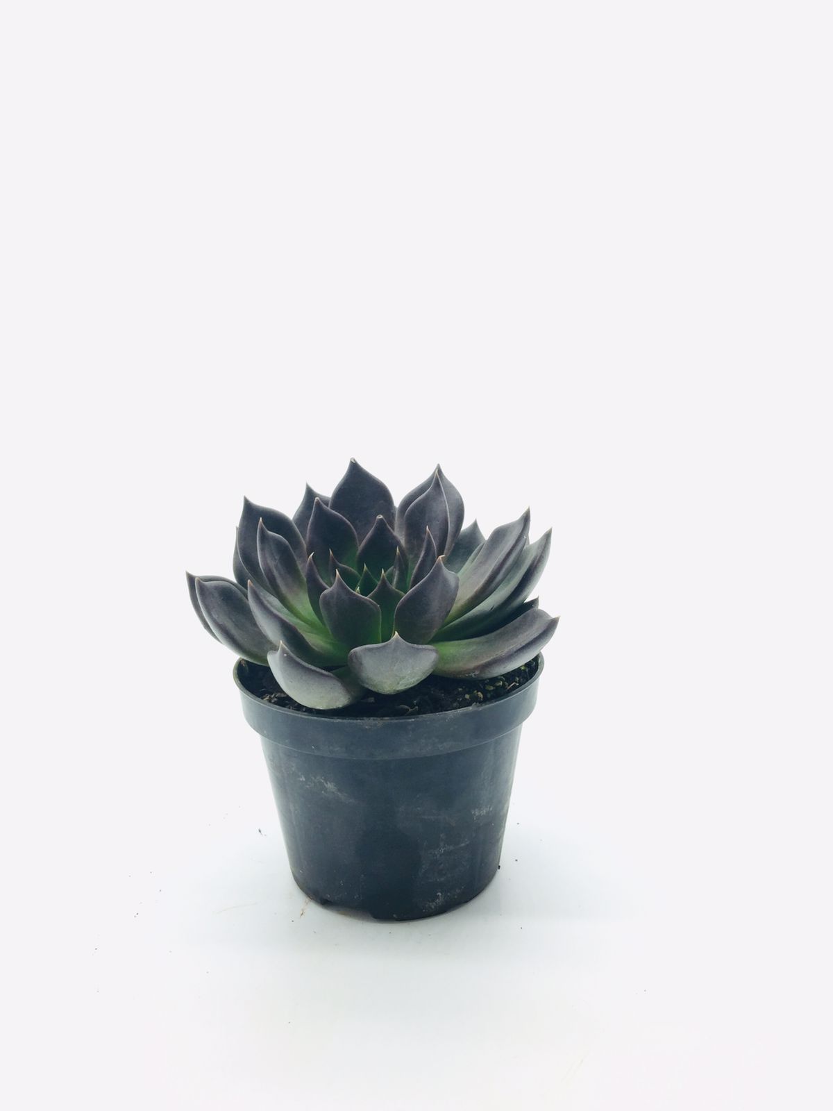Echeveria hot chocolate Pt11