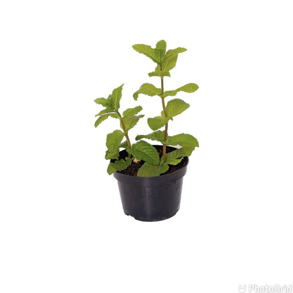 Hortela pt11