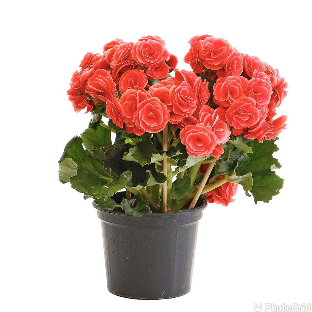 Begonia MDPT11 - cores sortidas :: Net Shop Garden