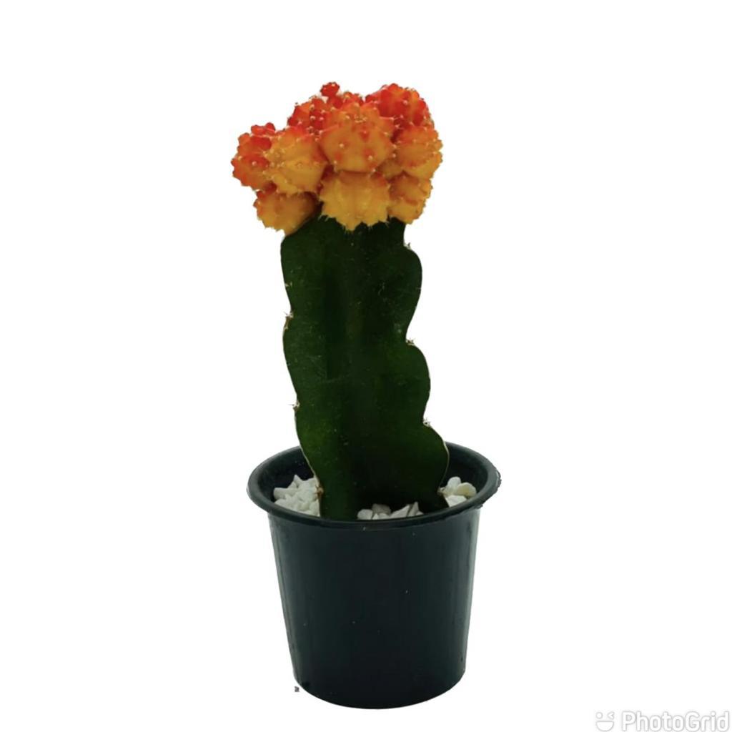CACTO LARANJA MDPTCK