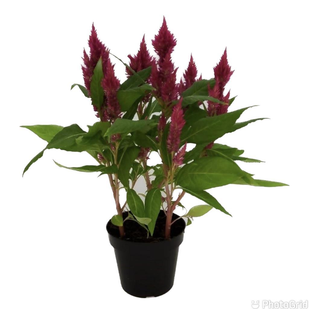 CELOSIA PT 15 - CORES VARIADAS