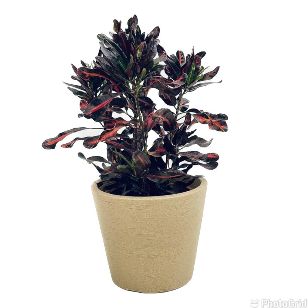 conjunto croton mammy cone baixo (cores de vasos variados )