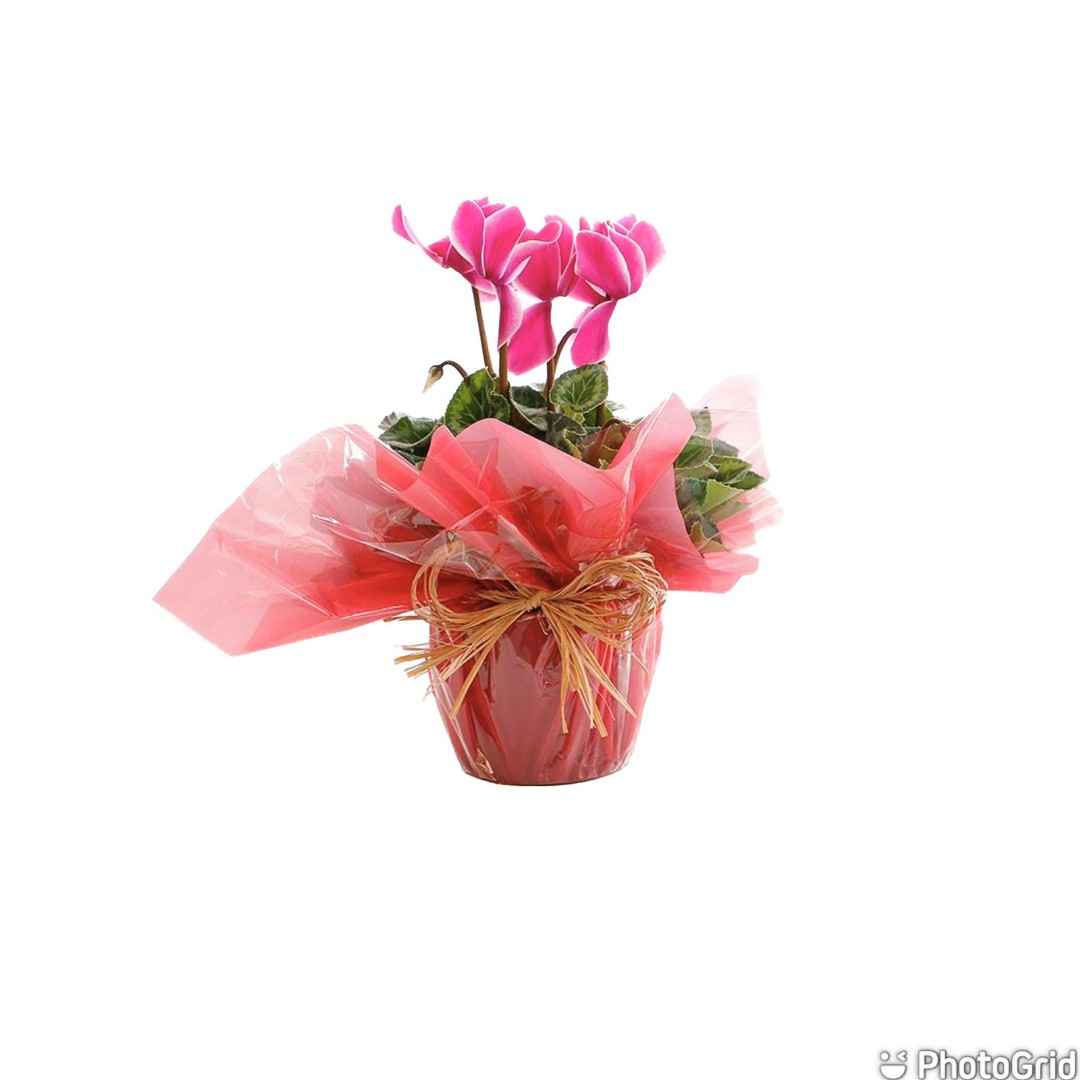 Arranjo Natural Cyclamen Lisboa 24