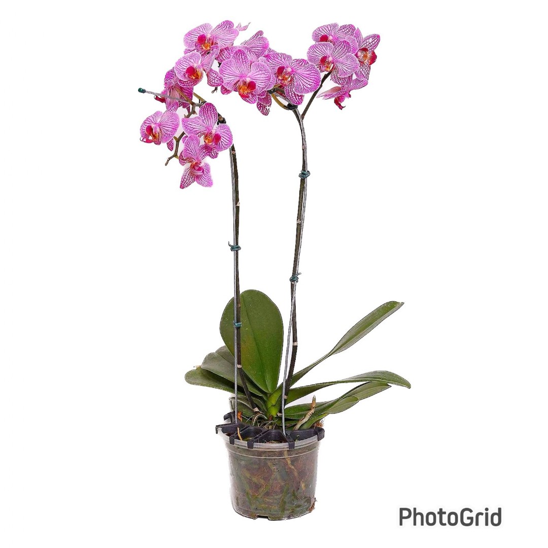 Orquídea Phalaenopsis Pink Rajada 2Hastes MDPT15