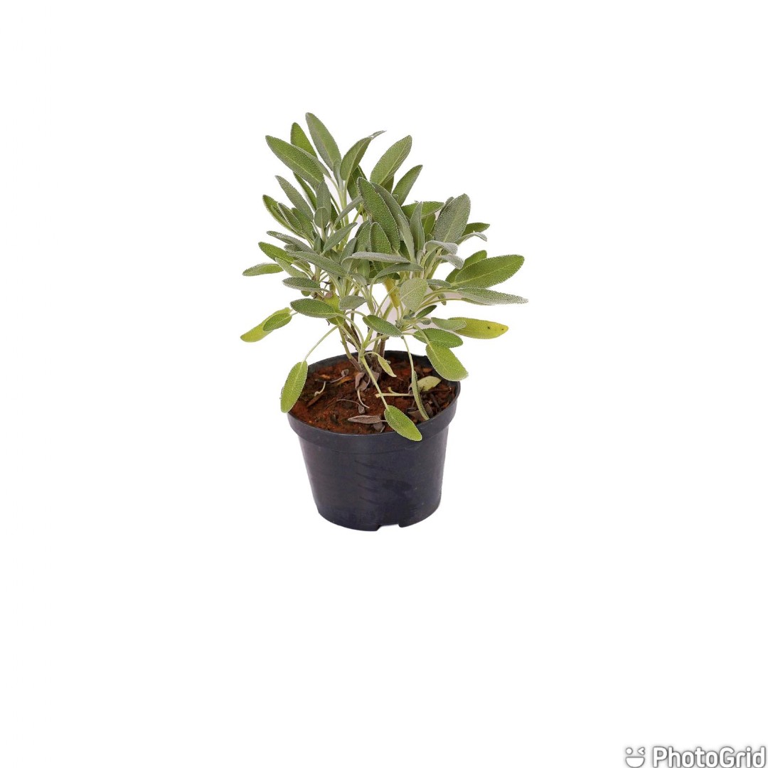 Salvia Pt 11