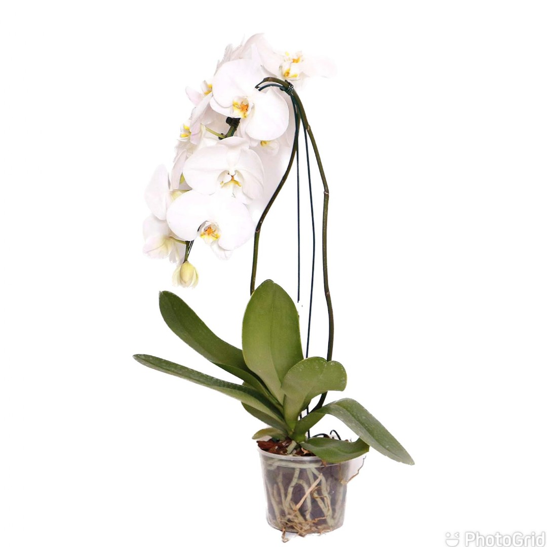 Orquidea Phalaenopsis Cascata 1 haste-MDPT15-CORES VARIADAS
