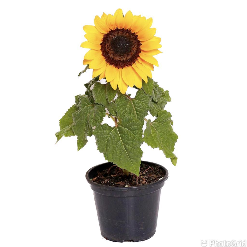 Girassol Mini PT11