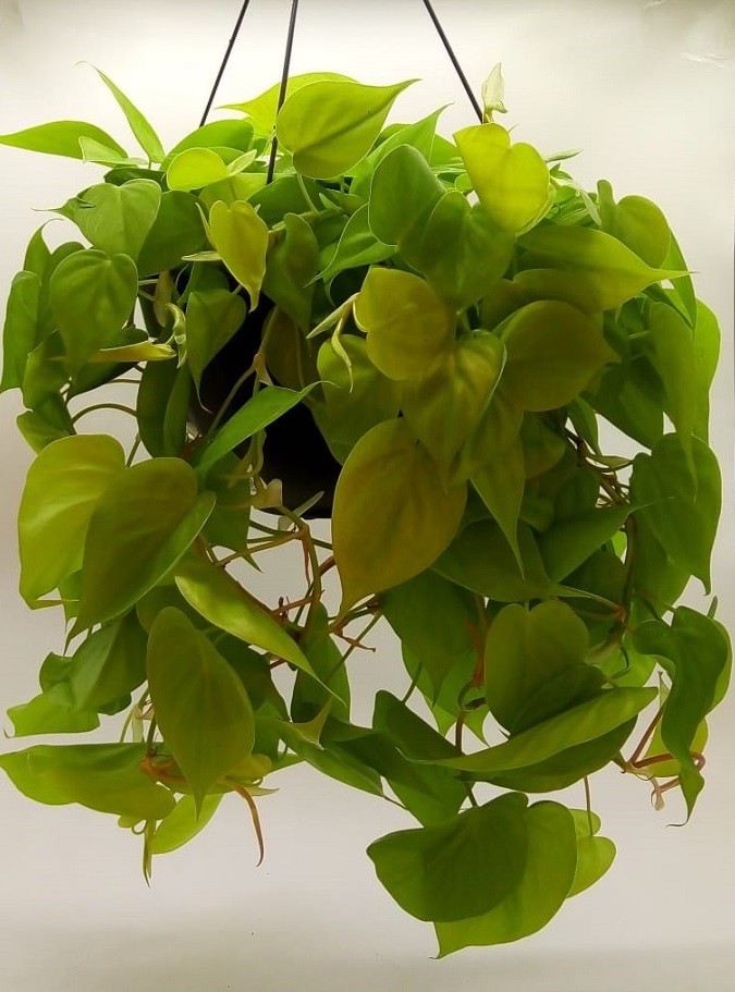 PHILODENDRON AMARELO PENDENTE 1/2VS MDCAVL