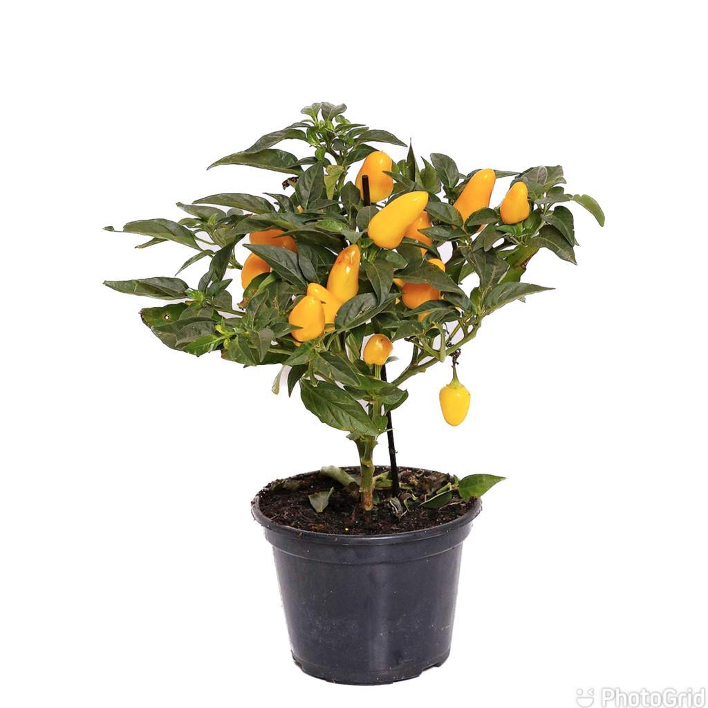 Pimenta Decorativa MDPT14 cores variadas